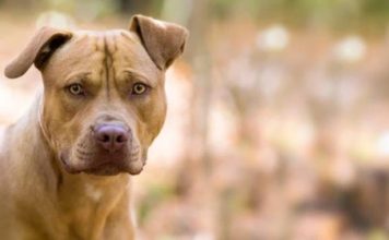 „Bojová plemena“ jak tomu opravdu je??