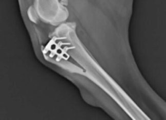 Metoda operace TTA u psa z vlastních zkušeností