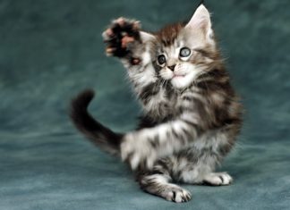 Kočky aneb jak vám změní život