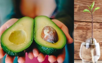 Jak si doma zasadit avokádo?