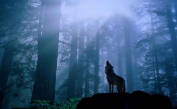 Nejznámější mýty o zvířatech – část druhá