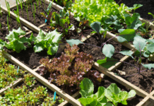 Jaro se blíží: 5 tipů pro zářící jarní zahradu