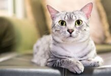 Kočky a jejich „devět životů“