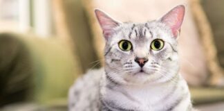 Kočky a jejich „devět životů“