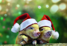 Zlaté prasátko na Štědrý den