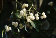 Historie a tradice vánočního jmelí: od pověr po moderní sváteční zvyky