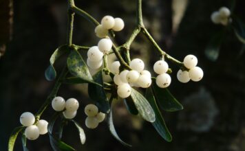 Historie a tradice vánočního jmelí: od pověr po moderní sváteční zvyky